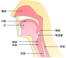 顎周りの構造を表したイラスト